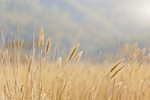 Wheat background under sunlight