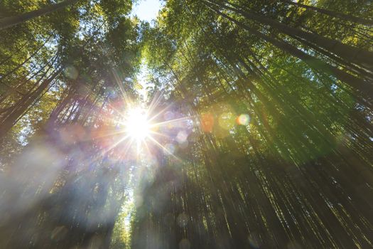 Bamboo forest with strong morning sunlight