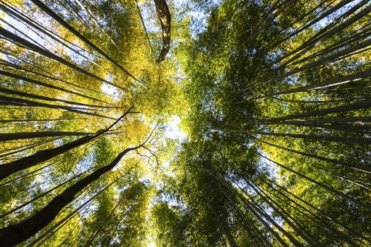 Bamboo forest in Japan