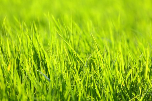 Grassblades closeup on a field