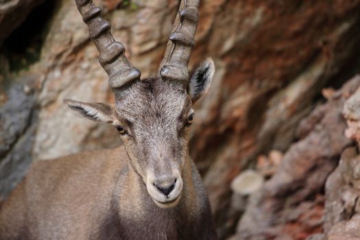 Alpine Ibex closeup in the mountains