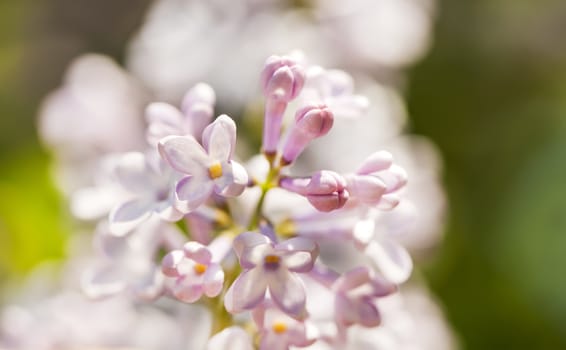 Light pink lilac branch on green leaves in spring closeup