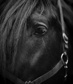 Eye of a horse. Muzzle of a horse. Stallion. Portrait of a horse. Thoroughbred horse. Beautiful horse.