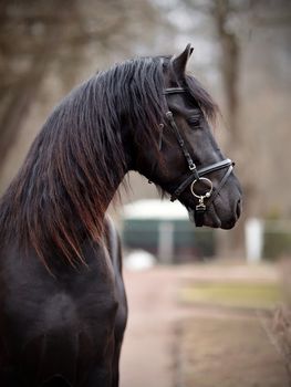 Black stallion. Portrait of a sports black horse. Thoroughbred horse. Beautiful horse. Sports horse.