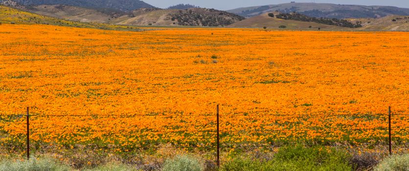 field of Blooming Mustard Flowers with Ranch and Mountains