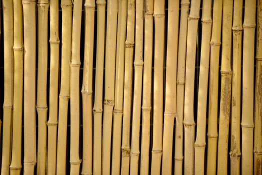 natural bamboo background