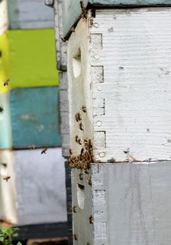 honey bees on colorful beehives