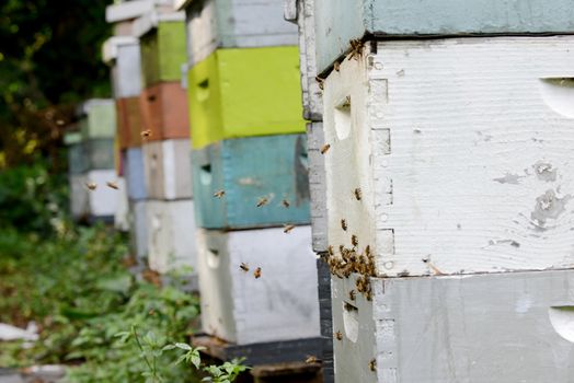 bees and a collection of beehives or apiary