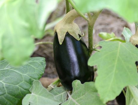 close-up of eggplant growing in garden