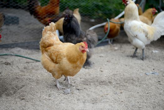 different breeds of chickens roaming on a farm