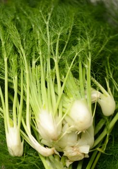 raw fennel vegetables at a farmer's market