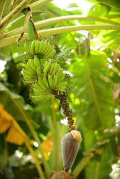 bananas growing on a banana tree in tropical location