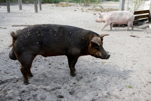 male and female pigs on a farm in pig pen