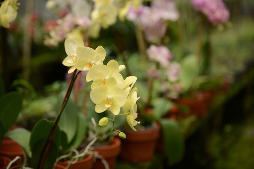 orchids in nursery or greenhouse