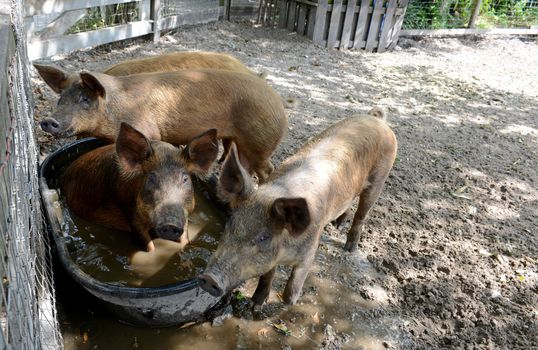 pigs bathing in water in pig pen