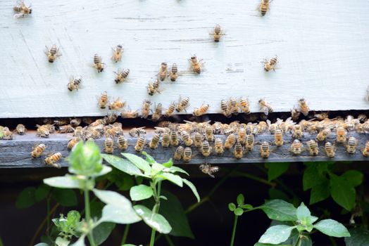 swarm of bees making honey
