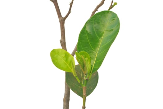 Green leaf jackfruit isolated on white background