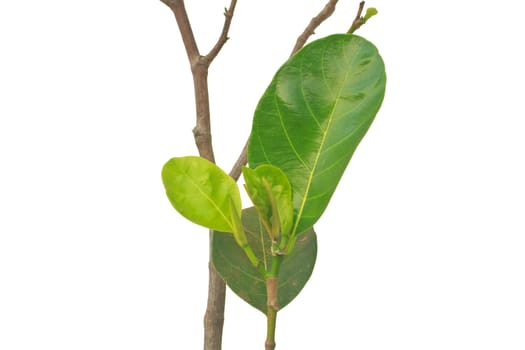 Green leaf jackfruit isolated on white background