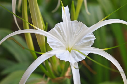 White spider lily flower, Hymenocallis Caribaea in garden