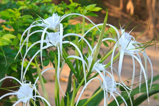 White spider lily flower, Hymenocallis Caribaea in garden