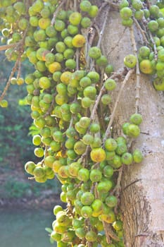 Fruits figs on the tree, Ficus carica