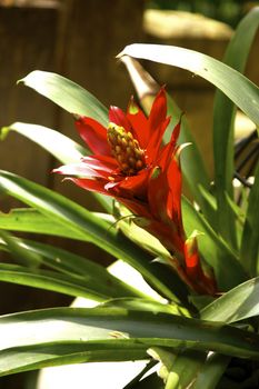 flower of guzmania bromeliad in tropical garden,shallow focus



