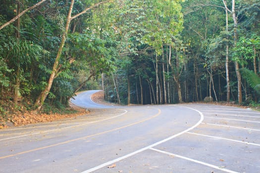 Road in a green forest, national park  