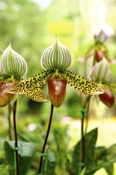 one kind of lady slipper orchid in tropical rain forest,Chiangrai,Thailand