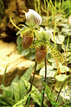 one kind of lady slipper orchid in tropical rain forest,Chiangrai,Thailand