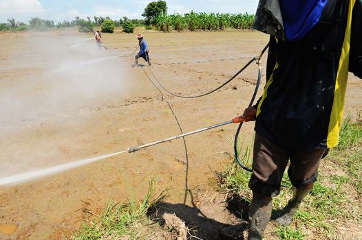 farmer spray pesticide on the rice field