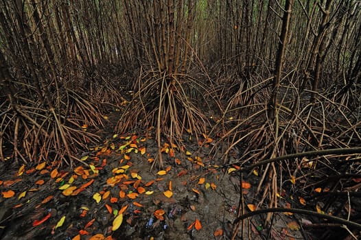 Mangrove Forest in Thailand