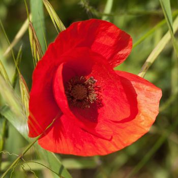Red poppy in a grass field, close up