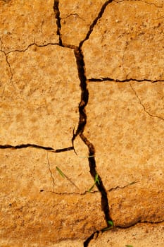 Furrows in the ground, with grass blades growing up