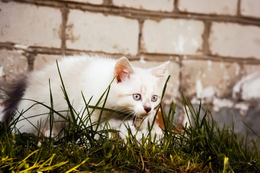 kitty examines green grass against the wall