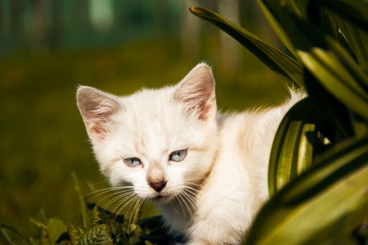 kitty examines green grass