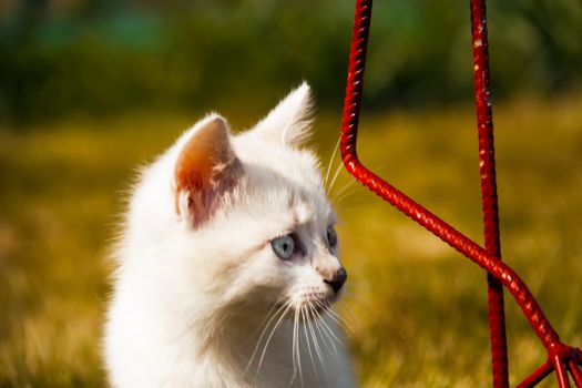 kitty examines green grass