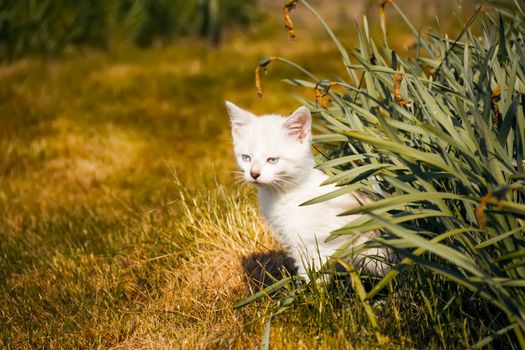 kitty examines green grass