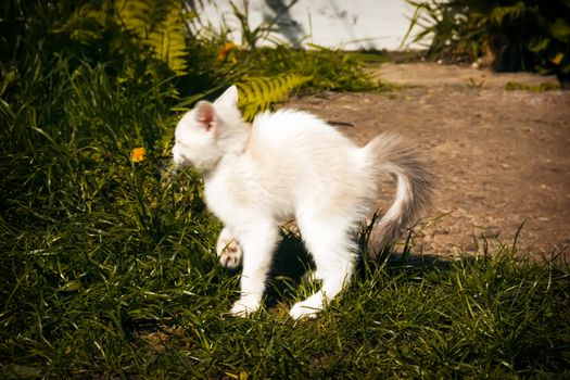 the kitten to smell the flowers