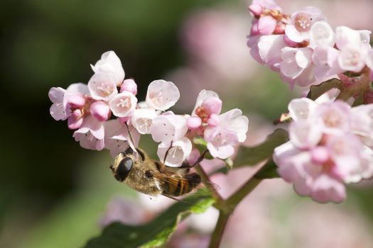 bee hanging under pink flowers in garden