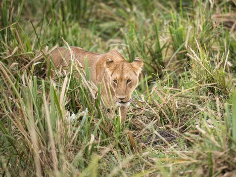 African lioness walk  in long grass of swamp area of Masai Mara National reserve, Kenya, Eastern  Africa