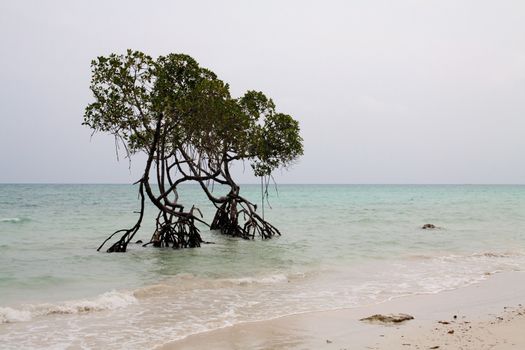 The Vijayanagar Beach on east coast of Havelock island in Andamans is  very calm, but looks disturbed here by the approaching storm reflected by the grey skies and the ripples in sea. the two mangrove trees seem to stand guard and the two stones on the right help anchor the picture.