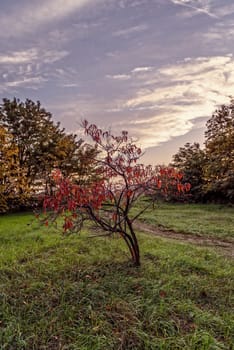 Vintage tree flower photo of  beautiful cherry tree