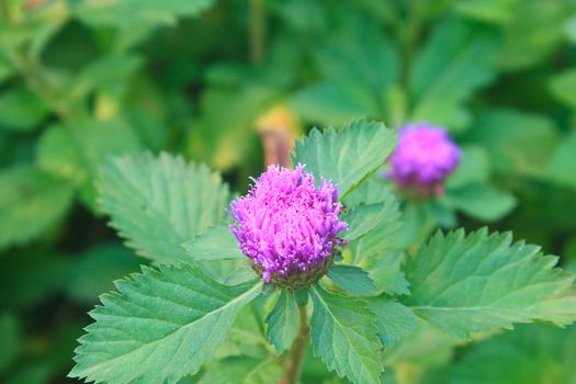 Purple Centratherum punctatum Cass flower with green leaf  