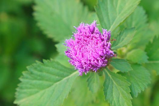 Purple Centratherum punctatum Cass flower with green leaf  