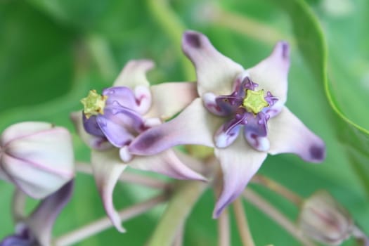 Colorful white and purple flower, Crown Flower, Giant Indian Milkweed, Gigantic Swallowwort (Calotropis gigantea)   