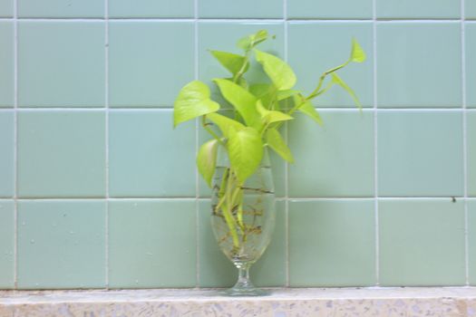 Devil's ivy plant, Golden pothos on glass in bathroom 