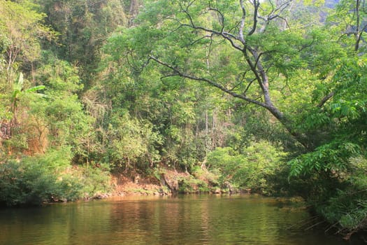 River in deep forest, river in evergreen forest in Thailand 