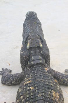 Close up Crocodiles in a farm, Thailand 