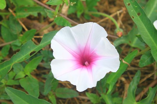 Beautiful wild morning glory flowers on the brake 