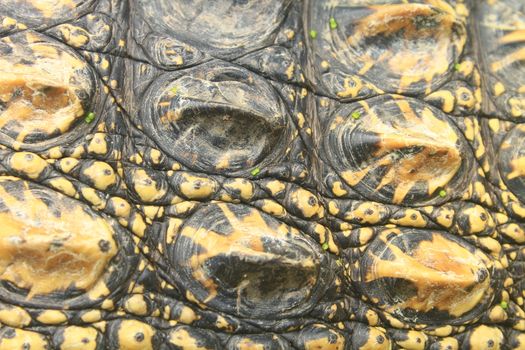 Crocodile skin texture, close up skin texture and background